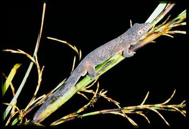 Eurydactylodes vieillardi