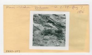 [Bidens in Hawaii, envelope IE27-077]