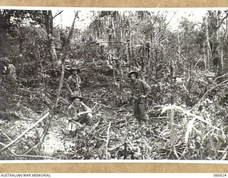 SATTELBERG AREA, NEW GUINEA. 1943-11-18. TROOPS OF C COMPANY, 2/48TH AUSTRALIAN INFANTRY BATTALION ON THE TOP OF COCONUT RIDGE, A HEAVILY FORTIFIED JAPANESE POSITION WHICH HAD TO BE TAKEN BEFORE ..