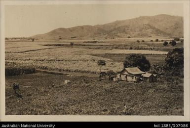 Tenant farms at Drasa, Lautoka