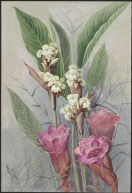 Hornstedtia sp., family Zingiberaceae, Papua New Guinea, 1917 / Ellis Rowan