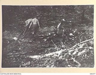 BOUGAINVILLE. 1945-04-06. 25 INFANTRY BATTALION TROOPS DRAGGING JAPANESE BODIES OFF FOR BURIAL. THESE MEN DIED IN AN UNSUCCESSFUL ATTEMPT TO CAPTURE SLATER'S KNOLL (RESTRICTED)