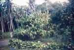 A cocoa plant