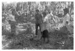 Harvesting 'ufi lei toutu'u of the Free Wesleyan Church at Pōme'e, (Church warden Lātū Vake on left; Sēmisi Nunu; Tēvesi's son)