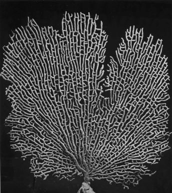 Stylaster roseus Lam., horn coral, Samoa