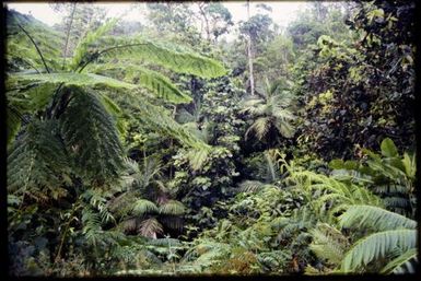 Rainforest, 500 m