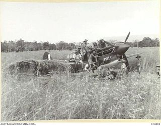 1943-05-07. NEW GUINEA. A KITTYHAWK BEING REPAIRED AFTER A FORCED LANDING ON AN EMERGENCY STRIP IN NEW GUINEA. IT HAS BEEN WHEELED INTO THE KUNAI GRASS FOR COVER. (NEGATIVE BY N. BROWN)