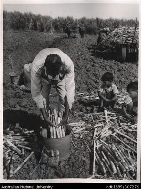 Applying sulphates to cane cuttings