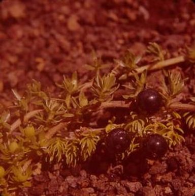 [Coprosma ernodeoides close-up from Kahuku Unit, United States]
