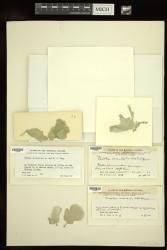 Udotea orientalis