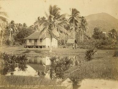 In the Roman Catholic Mission Grounds, Apia, Samoa