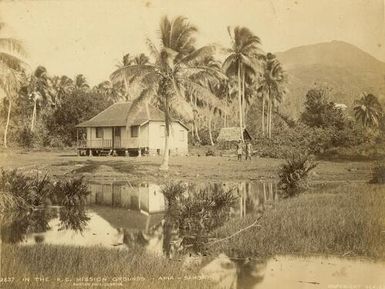 In the R.C. Mission Grounds, Apia, Samoa