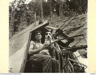 ZENAG, NEW GUINEA, 1944-02-27. VX64667 SAPPER G.H. GARNER (1) NO.4 PLATOON, 2/1ST MECHANICAL EQUIPMENT COMPANY, ROYAL AUSTRALIAN ENGINEERS, WITH "BLUEY", HIS DOG, IN THE COCKPIT OF A QUICKWAY ..