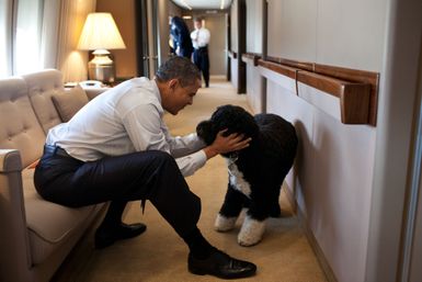 President Barack Obama Plays with Bo aboard Air Force One