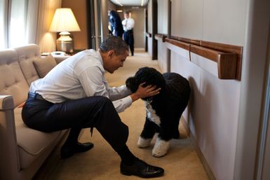 President Barack Obama Plays with Bo aboard Air Force One
