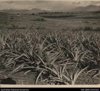 Pineapple crop for May to June