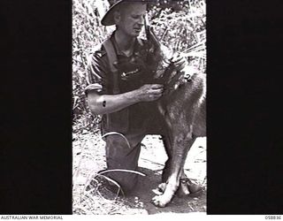 FARIA VALLEY, NEW GUINEA. 1943-10-20. "SANDY" A DOG TRAINED BY THE UNITED STATES DOG DETACHMENT FOR THE 2/27TH AUSTRALIAN INFANTRY BATTALION, DELIVERS A MESSAGE PLACED IN HIS COLLAR TO SX17682 ..
