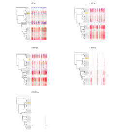 Image_1_Global Scale Dissemination of ST93: A Divergent Staphylococcus aureus Epidemic Lineage That Has Recently Emerged From Remote Northern Australia.PDF