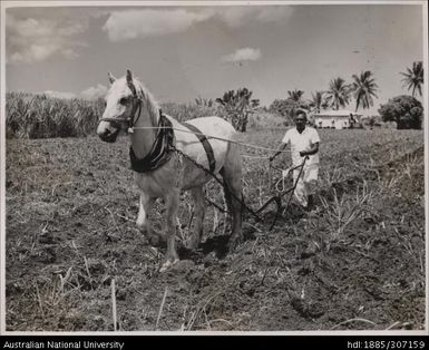 Farmer and horse cultivating cane crop