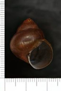 Cipangopaludina; malleata