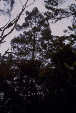 [Unidentified tree in Mount Piora, Papua New Guinea]