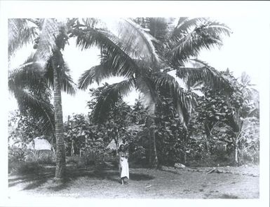 Near Apia, Samoa