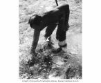 Ralph F. Palumbo collecting algae specimens in the shallow water of Bikini Lagoon, summer 1964