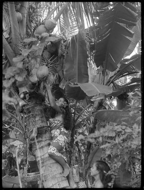 Woman picking coconut, Western Samoa