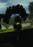 Fan palm at Botanical Gardens, Lae, [Papua New Guinea], 1962