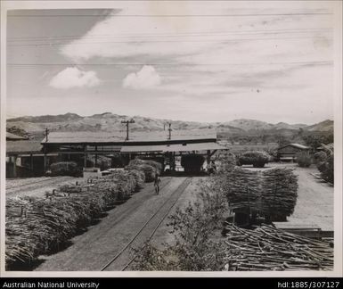 Harvested cane, Rarawai Mill