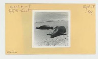 [Seal and cub in Hawaii, envelope IE30-061]
