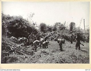 MALAGUNA ROAD, RABAUL, NEW BRITAIN. 1945-09-21. JAPANESE TROOPS HARD AT WORK CLEARING SCRUB IN 28 INFANTRY BATTALION AREA. THESE WORKING PARTIES HAVE BEEN CLEARING AUSTRALIAN CAMP SITES AND WORKING ..