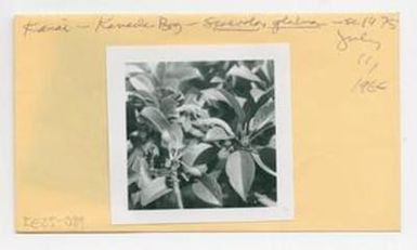 [Scaevola glabra in Hawaii, IE25-089]