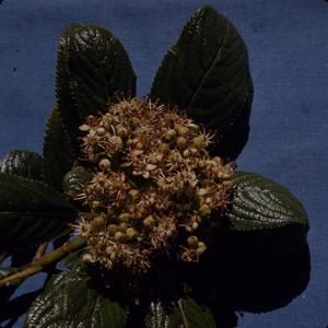 [Broussaisia arguta close-up from Puʻu Kukui, United States]