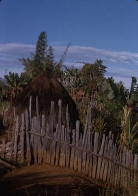 [Thatched huts from Papua New Guinea]