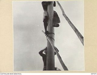 MAPRIK, NEW GUINEA. 1945-10-03. NATIVES AT AUSTRALIAN NEW GUINEA ADMINISTRATIVE UNIT HEADQUARTERS ERECTING A WIRELESS POLE. THIS WILL ENABLE THIS HEADQUARTERS TO COMMUNICATE WITH AUSTRALIAN NEW ..