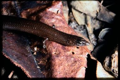 Skink sp.