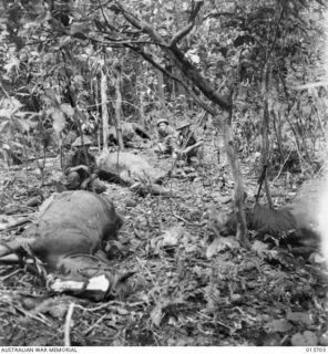 1942-12-01. NEW GUINEA. WAIROPI. HORSES SLAUGHTERED BY JAPANESE. IN THIS AREA OVER 50 DEAD HORSES WERE FOUND. (NEGATIVE BY G. SILK)