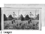 Prodigal Nature, a pineapple plantation in Hawaii