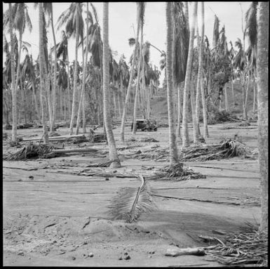 Car and people amongst  damaged palm trees, Rabaul, New Guinea, 1937 / Sarah Chinnery