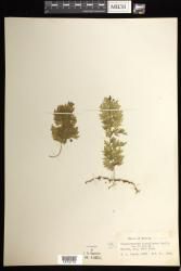 Hymenophyllum flabellatum