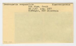 [Dubouzetia campanulata in New Caledonia, envelope IE41-147]