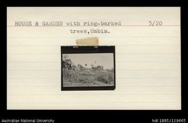 House and garden with ring-barked trees, Umbim