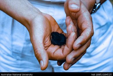 Goroka - Kainantu- Small quail