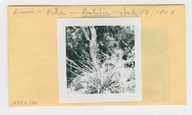 [Astelia in Hawaii, envelope IE25-170]