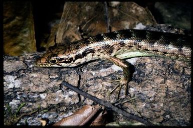 Epibator nigrofasciolatus