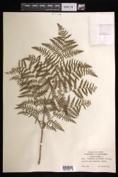 Pteridium aquilinum