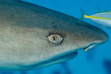 Triaenodon obesus (Whitetip Reef Shark) at North Minerva Reef, Tonga during the 2017 South West Pacific Expedition.