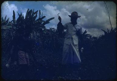 Albert holding a sweet potato produced in the gardens on the fringes of Higataru, Papua New Guinea, 1951 / Albert Speer