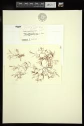 Hypnea musciformis